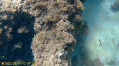 Parablennius pilicornis