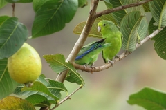 Forpus xanthopterygius