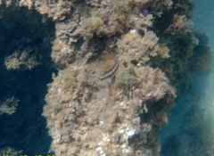 Parablennius pilicornis