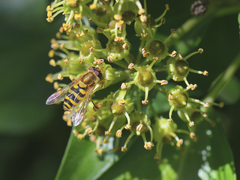 Syrphus vitripennis