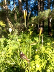 Lilium martagon pilosiusculum