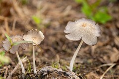 Coprinopsis lagopus