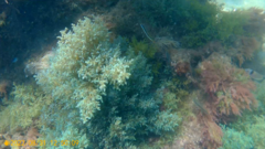 Ericaria selaginoides