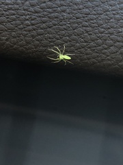 Lyssomanes viridis