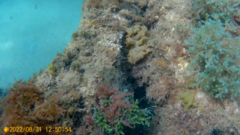 Parablennius pilicornis