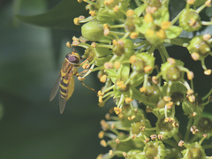 Syrphus vitripennis
