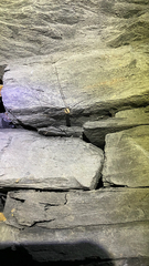 Leiobunum religiosum