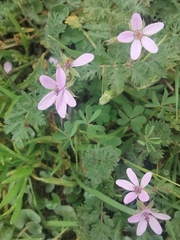 Erodium cicutarium