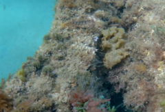 Parablennius pilicornis