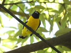 Euphonia affinis