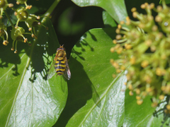 Syrphus vitripennis