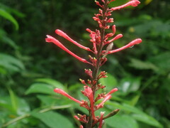 Odontonema