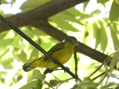 Euphonia affinis