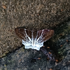 Odontoptilum