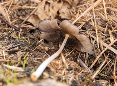 Coprinopsis lagopus