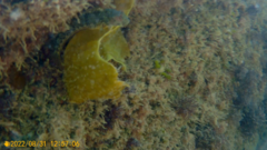 Parablennius pilicornis