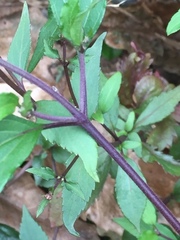 Ageratina riparia image