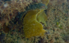 Parablennius pilicornis