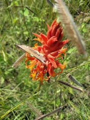 Dichromanthus cinnabarinus