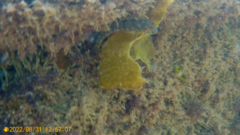 Parablennius pilicornis