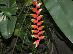 Heliconia rostrata