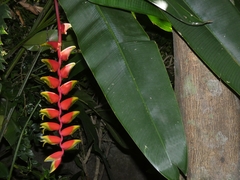 Heliconia rostrata