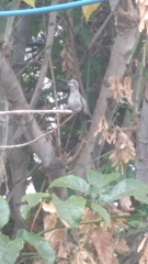 Cynanthus latirostris