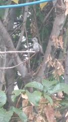 Cynanthus latirostris