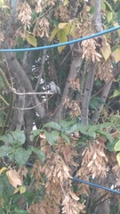 Cynanthus latirostris