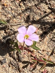 Oxalis minuta