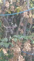 Cynanthus latirostris