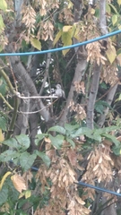 Cynanthus latirostris