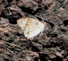 Junonia orithya