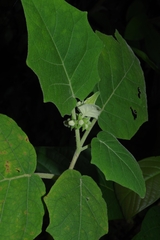 Solanum hirtum