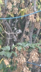 Cynanthus latirostris