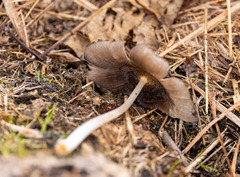 Coprinopsis lagopus