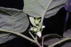 Solanum hirtum