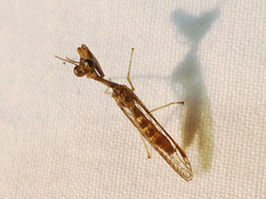 Leptomantispa pulchella