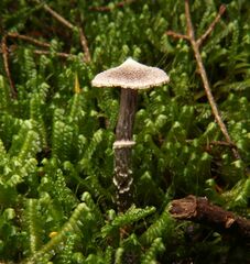 Cortinarius flexipes