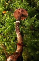Cortinarius flexipes