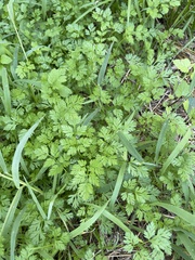 Chaerophyllum tainturieri