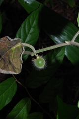 Solanum hirtum