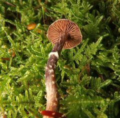 Cortinarius flexipes