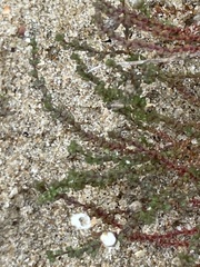 Illecebrum verticillatum