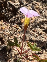 Oxalis minuta