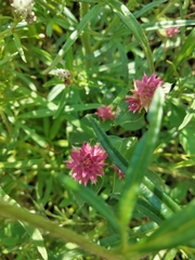 Gomphrena