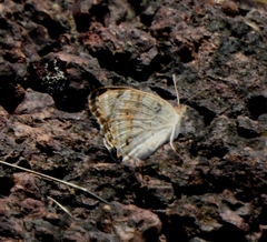Junonia orithya