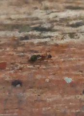 Pheidole lamellinoda