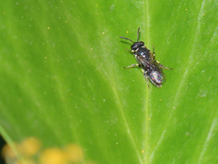 Hylaeus punctatus