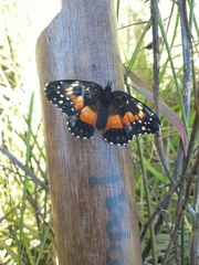 Chlosyne lacinia adjutrix